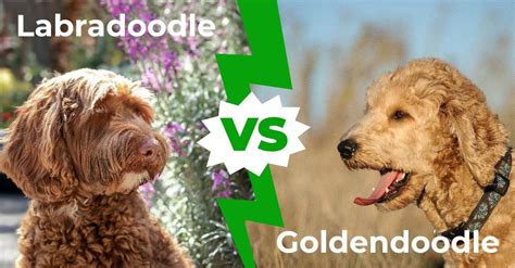 Labradoodle Goldendoodle Mix