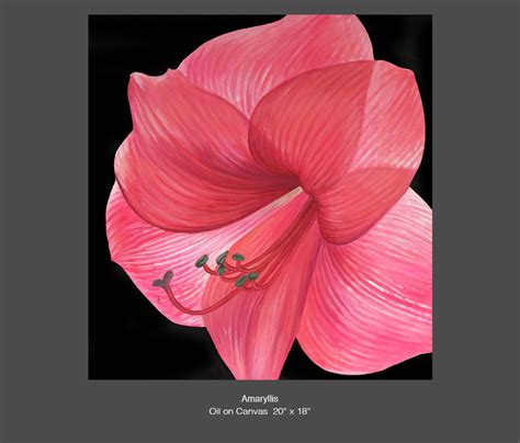 Amaryllis