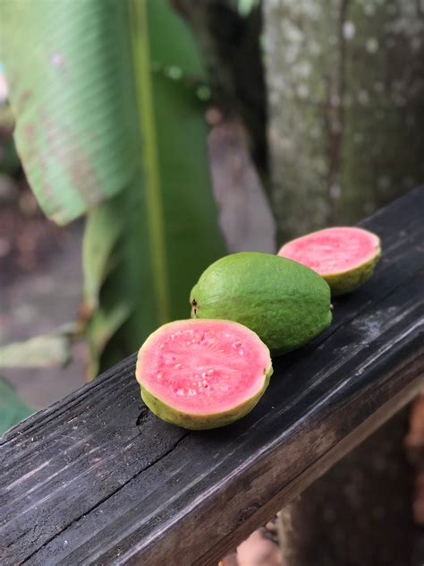 Pink Guava – Miami Fruit