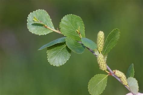 Swamp Birch Variety Betula Pumila Renifolia · Inaturalist