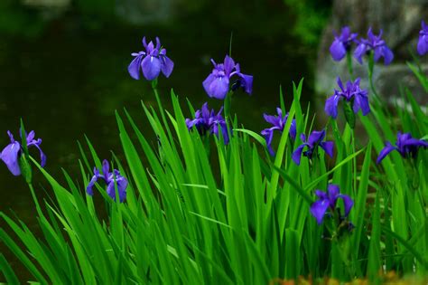 Японский Ирис Фото Цветов – Telegraph