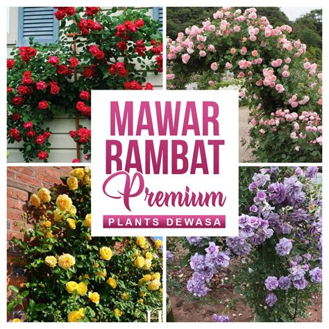 Jual MAWAR RAMBAT CLIMBING ROSE RED EDEN JULIE ANDRIEU CLAIRE