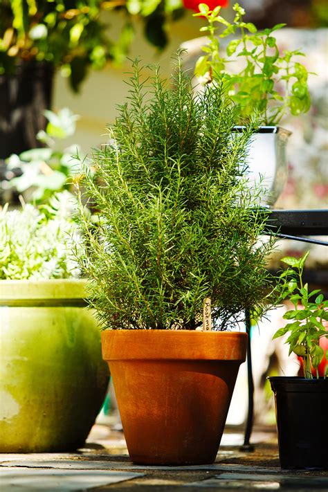 Keep The Bugs Away With These 6 Natural Pest Repellent Plants
