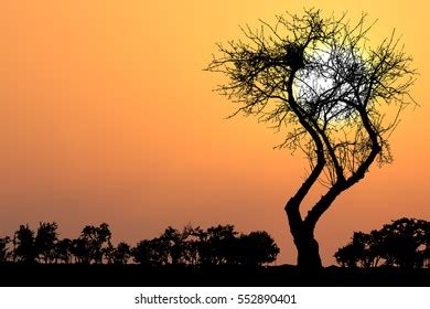 Sunset Sky Silhouette Tree Bush Bare Stock Illustration 552890401 ...