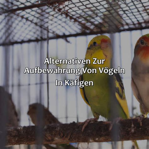 Warum Singen V Gel Im K Fig Vogelwunderland