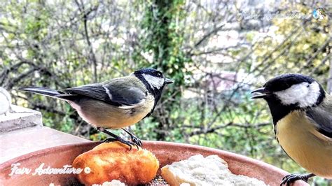 Birds Asmr Cute Couple Blue Tit And Great Tit 🐦🐦 Eat Butter Cake 🍪 Music With Real Bird Sound 🎶🐦