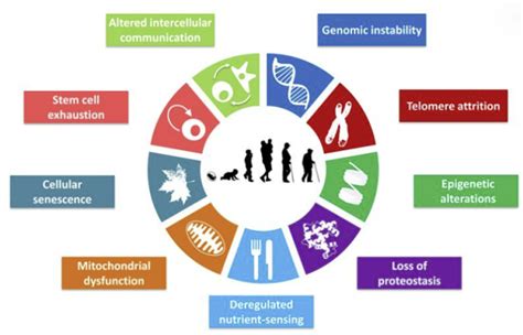 Nine Hallmarks Of Ageing The Age Well Times