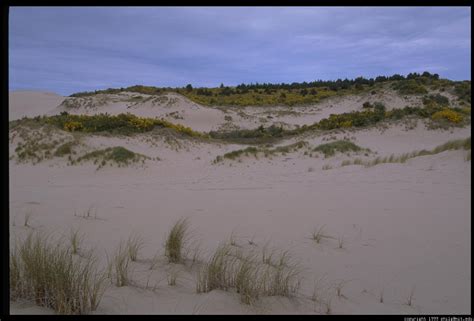 oregon-coast-sand-dunes-8