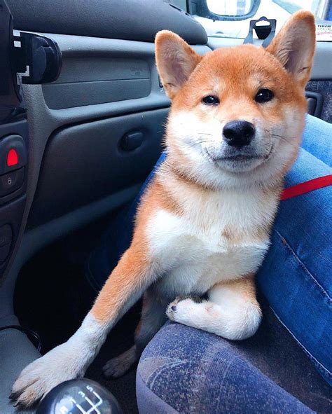 16 Funny Shiba Inu Pictures That Will Make Your Day Petpress