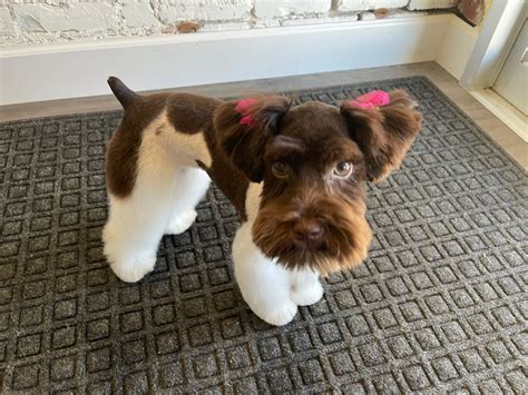 Chocolate Miniature Schnauzer Puppies