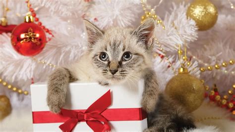 Keep Your Pets Safe This Holiday Season Cheyenne Mountain