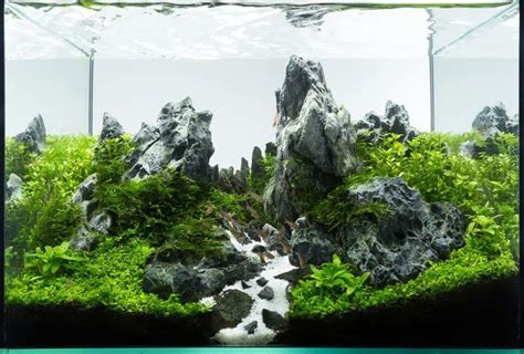 Aquascape In Jarrariums Self Sustaining Ecosystem