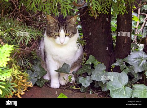 Domestic Cat House Cat Felis Silvestris F Catus Sits In The Garden