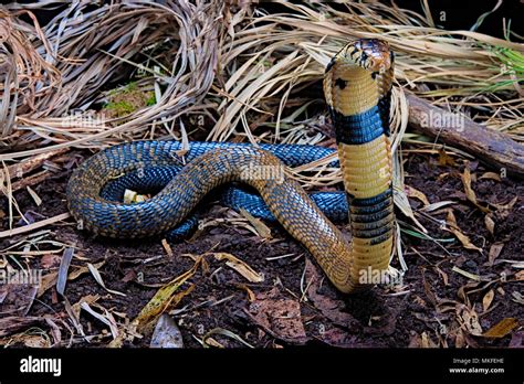 Forest Cobra High Resolution Stock Photography And Images Alamy