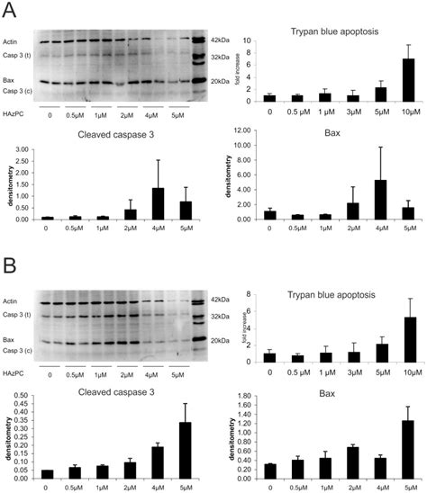 Cell morphology suggesting apoptosis was confirmed by a dose-dependent ...