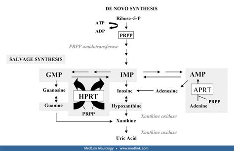 De novo and salvage pathways of purine synthesis | MedLink Neurology