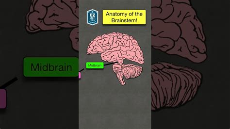 🔥 Anatomy And Function Of The Brainstem In 60 Seconds [made Easy Labeled Diagram] Youtube