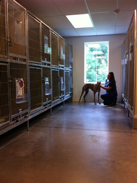 canton animal hospital canton mi 3