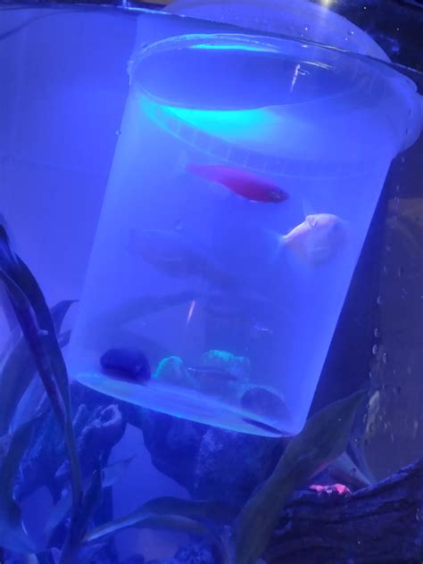 Forbidden Slurp Juice Rforbiddensnacks