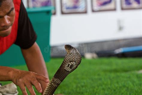 Taming the Poisonous King Cobra Stock Image - Image of medicine, cobra
