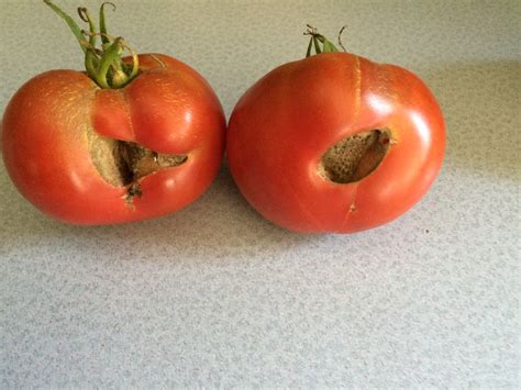 Small Spots On Tomatoes