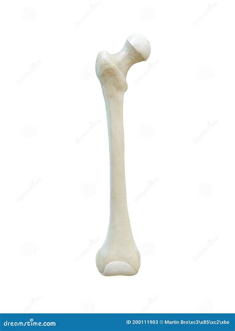 Right Human Femur Bone, Anterior View, White Background, 3d Rendering