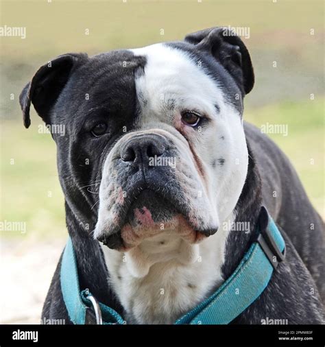 Black American Bulldog