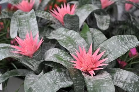 Эхмея: уход в домашних условиях, пересадка, размножение и виды