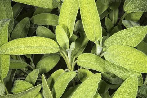 Sagebrush Plant Close Up 12554380 Stock Photo At Vecteezy