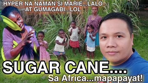 SUGAR CANE SA AFRICA MAPAPAYAT GABI NA NAMAN Hyper Na Naman Si