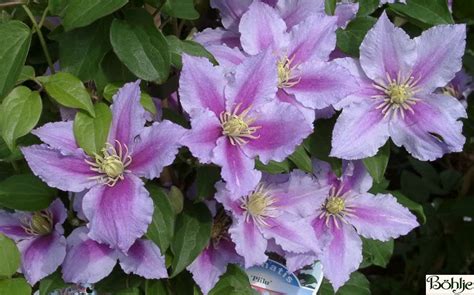Clematis Hybride 'Piilu' - Böhlje Pflanzenhandel GmbH