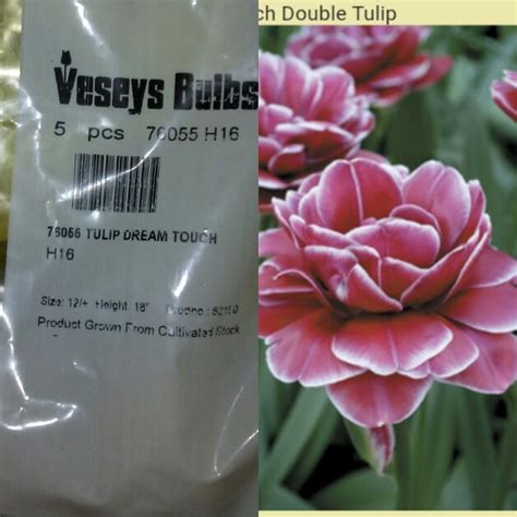 Tulipa 'Dream Touch', Tulip 'Dream Touch' (Double Late) in GardenTags ...