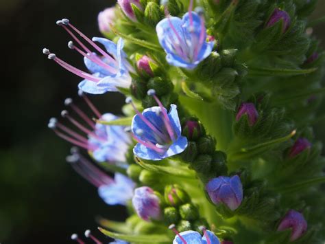 Echium pininana – Steenbok Nature Reserve