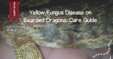 problems  bearded dragons teeth   fix