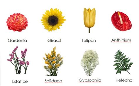 The Different Types Of Flowers Are Shown In This Graphic Above It Is An