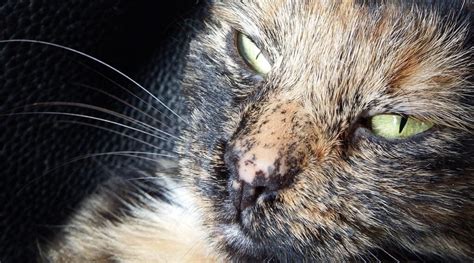 black crust  cats eyes cat mastermind