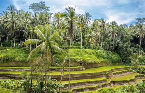 Amazing Things To Do In Ubud Bali Edition