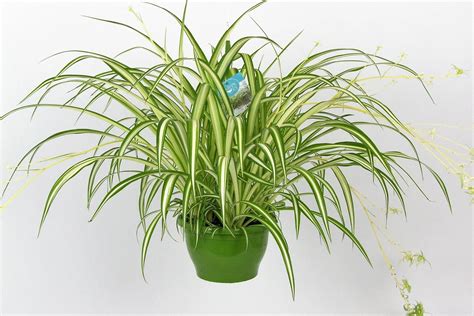 Каталог комнатных цветов (61 картинка)