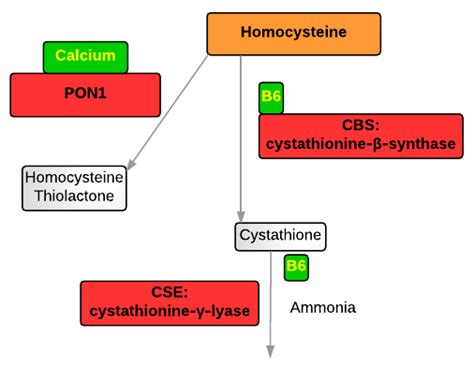 pon gene dna based nutrition