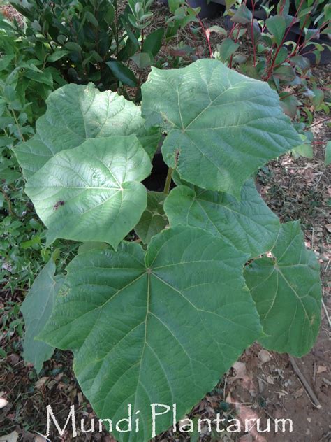 Paulownia Tomentosa Hulsdonk Mundi Plantarum