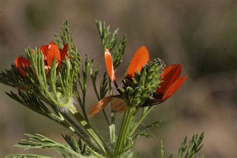 Adonis aestivalis - Plant Biodiversity of South-Western Morocco