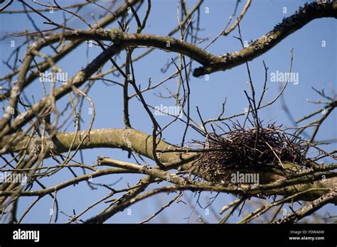 Empty Nest Hi Res Stock Photography And Images Alamy