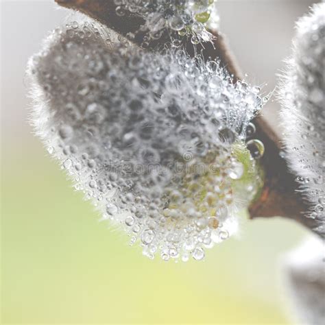 Beautiful Pussy Willow Flowers Photos Free Royalty Free Stock Photos From Dreamstime
