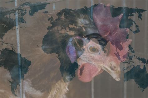 Global investigation uncovers widespread abuse in industrial egg farms