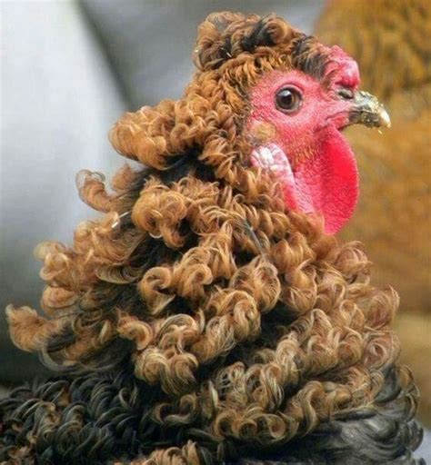 The Rare Curly Hair Chicken