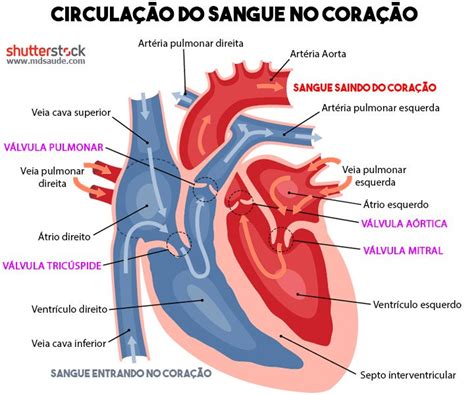 Caminho Do Sangue No Coracao - circulacao-coracao - Enfermagem