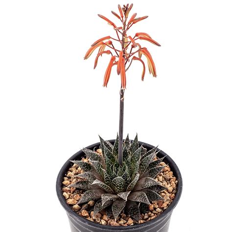 1g Aloe Aristata Cactus Jungle