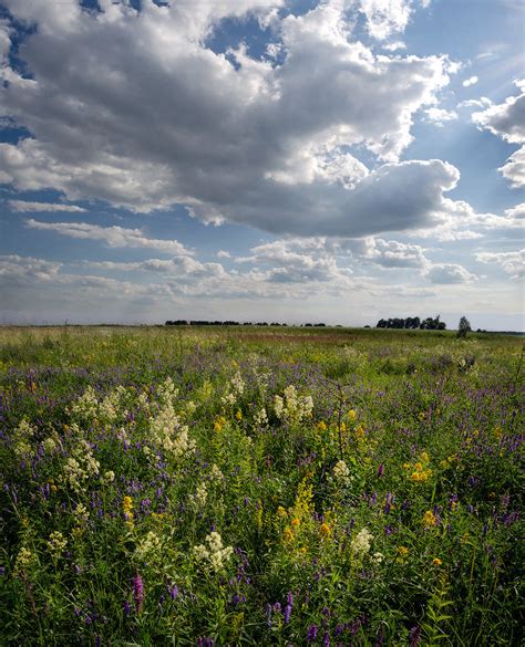 Медоносный луг Honey meadow | Медоносный луг В пейзаж не поп… | Flickr