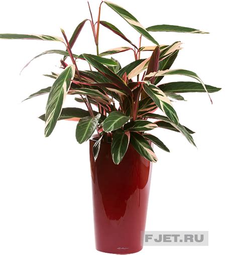 Строманта Трио Стар 110 см