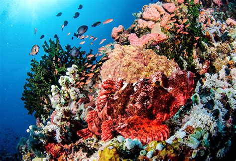 LGUs, agencies form network to protect Verde Island Passage | Philstar.com